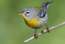 Как смартфоните и ИИ помагат за спасяване на птиците?